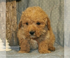 Goldendoodle-Poodle (Miniature) Mix Puppy for sale in PARADISE, PA, USA