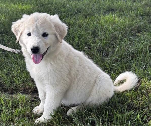 Medium Photo #4 Great Pyrenees Puppy For Sale in CANOGA, NY, USA