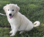 Small #3 Great Pyrenees