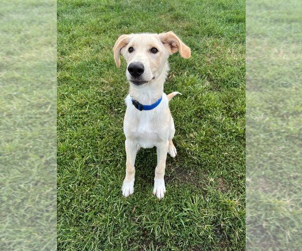 Medium Photo #3 Labrador Retriever-Retriever  Mix Puppy For Sale in South Bend, IN, USA