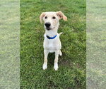 Small #2 Labrador Retriever-Retriever  Mix