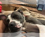 Small #2 American Pit Bull Terrier