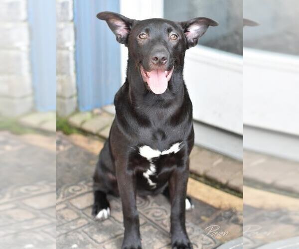 Medium Photo #7 Labrador Retriever-Unknown Mix Puppy For Sale in Brewster, NY, USA