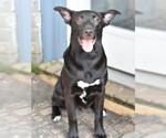 Small #6 Labrador Retriever Mix