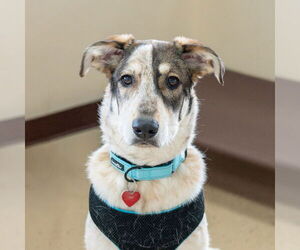Mutt Dogs for adoption in Mundelein, IL, USA