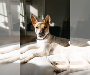 Mutt Dogs for adoption in Decatur, GA, USA