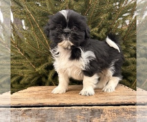 Shih Tzu Puppy for sale in MIDDLEBURY, IN, USA