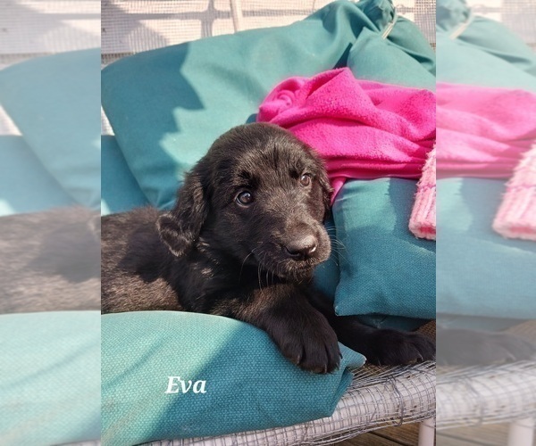 Medium Photo #16 English Cream Golden Retriever-Newfoundland Mix Puppy For Sale in SHEBOYGAN FALLS, WI, USA