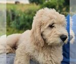 Small #3 Goldendoodle (Miniature)