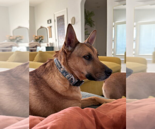 Medium Photo #6 Mutt Puppy For Sale in Fort Collins, CO, USA