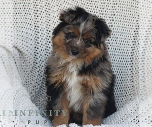 Miniature Australian Shepherd Puppy for sale in NEW HOLLAND, PA, USA