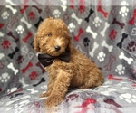 Small #6 Goldendoodle (Miniature)