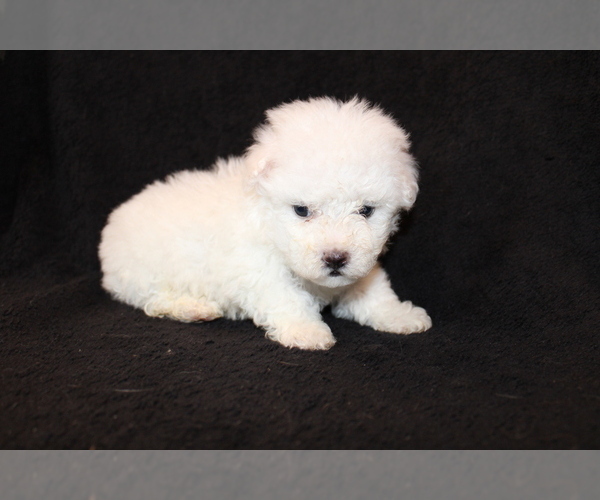 Medium Photo #1 Bichon Frise Puppy For Sale in BLOOMINGTON, IN, USA