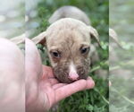 Small #3 American Bandogge mastiff