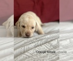 Small Photo #7 Labrador Retriever Puppy For Sale in INVERNESS, FL, USA