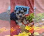 Small Photo #36 Yorkshire Terrier Puppy For Sale in AKRON, OH, USA
