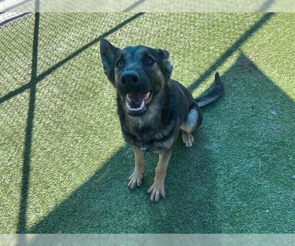 Medium Photo #2 German Shepherd Dog-Unknown Mix Puppy For Sale in Grand Prairie, TX, USA