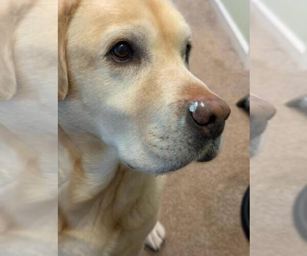 Medium Photo #2 English Cream Golden Retriever Puppy For Sale in HERNDON, VA, USA