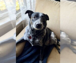 Mutt Dogs for adoption in Louisville, KY, USA