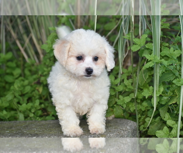 Medium Photo #2 Bichpoo Puppy For Sale in ELDORADO, OH, USA