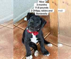 Labrador Retriever-Unknown Mix Dogs for adoption in Virginia Beach, VA, USA