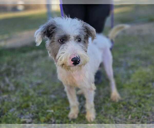 Medium Photo #3 Jack-A-Poo Puppy For Sale in Anniston, AL, USA