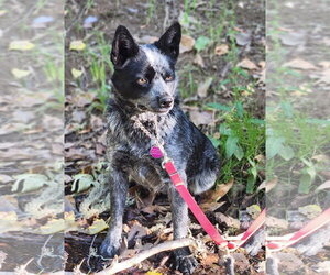 Mutt Dogs for adoption in Paso Robles, CA, USA