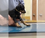 Small #8 Doberman Pinscher