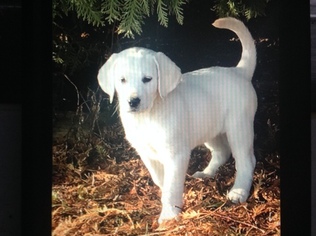 Labrador Retriever Puppy for sale in ANGOLA, IN, USA