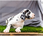 Small #3 Great Dane