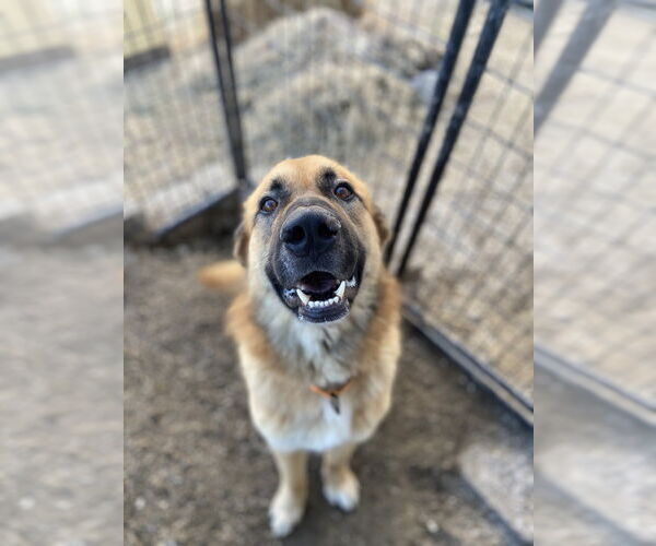 Medium Photo #1 Mutt Puppy For Sale in Evansville, IN, USA