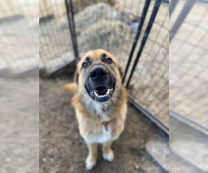 Mutt Dogs for adoption in Evansville, IN, USA