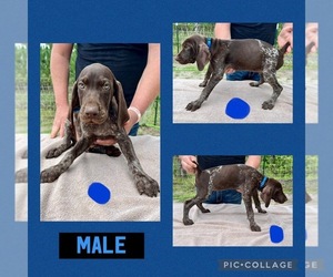 German Shorthaired Pointer Puppy for sale in LAKE BUTLER, FL, USA