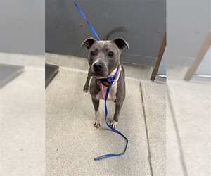 American Staffordshire Terrier-Unknown Mix Dogs for adoption in Tallahassee, FL, USA