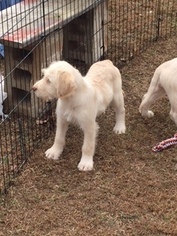 Labradoodle Puppy for sale in NINETY SIX, SC, USA