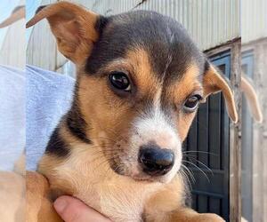 German Shepherd Dog-Unknown Mix Dogs for adoption in Stockton, CA, USA
