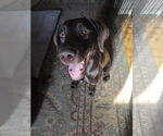 Small #3 Labrador Retriever