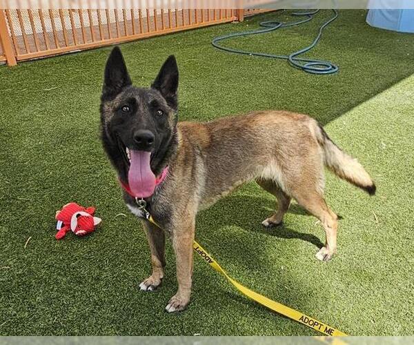 Medium Photo #1 Mutt Puppy For Sale in Las Vegas, NV, USA