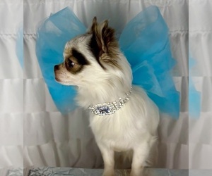 Father of the Chihuahua puppies born on 06/11/2026