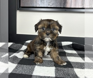 Shorkie Tzu Puppy for sale in FRANKLIN, IN, USA