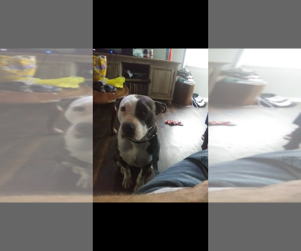 Medium Photo #4 American Bulldog Puppy For Sale in MACON, GA, USA