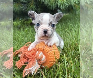 French Bulldog Puppy for sale in MIDDLEBURY, IN, USA