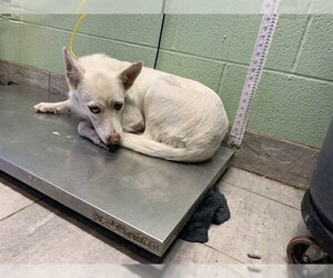 Siberian Husky-Unknown Mix Dogs for adoption in Grand Prairie, TX, USA