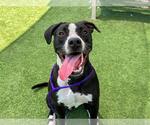 Small #1 American Pit Bull Terrier
