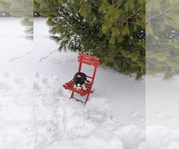 Medium Photo #14 Siberian Husky Puppy For Sale in AUBURN, NY, USA