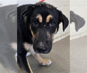 German Shepherd Dog Dogs for adoption in San Bernardino, CA, USA