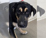 THOR - Male German Shepherd Dog Dog for Adoption - Small photo