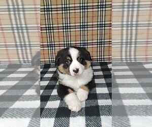 Medium Miniature Australian Shepherd