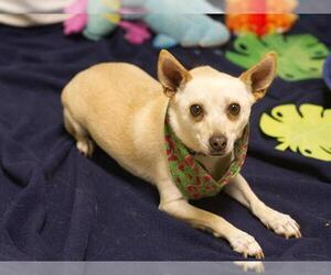 Chihuahua-Unknown Mix Dogs for adoption in Placerville, CA, USA