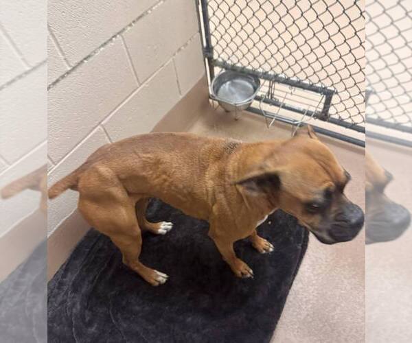 Medium Photo #2 Boxer Puppy For Sale in Austin, TX, USA